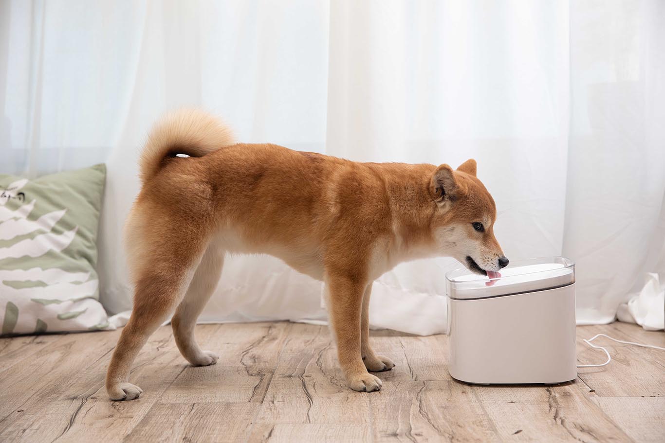 Xiaomi se une a la celebración del Día Internacional del Perro
