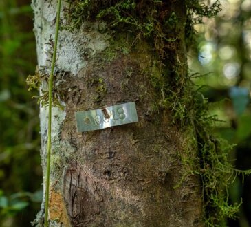 Epson adoptará 1500 árboles amazónicos