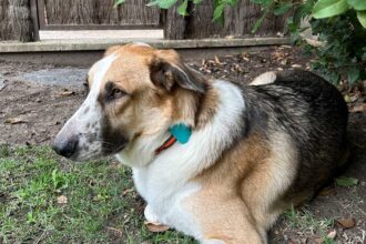 Alai Secure impulsa la revolución de los wearables petfriendly en Colombia