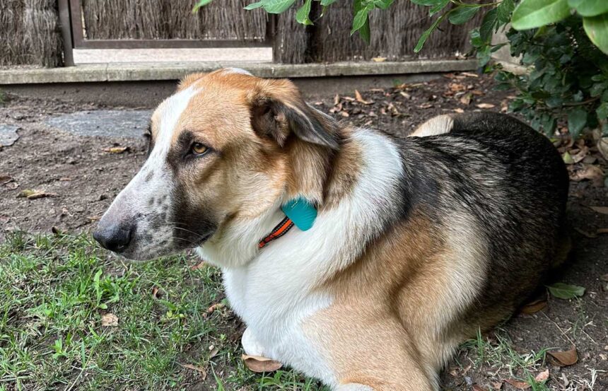 Alai Secure impulsa la revolución de los wearables petfriendly en Colombia