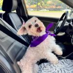 Cabify se suma al movimiento pet-friendly con nueva categoría