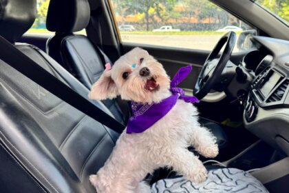 Cabify se suma al movimiento pet-friendly con nueva categoría