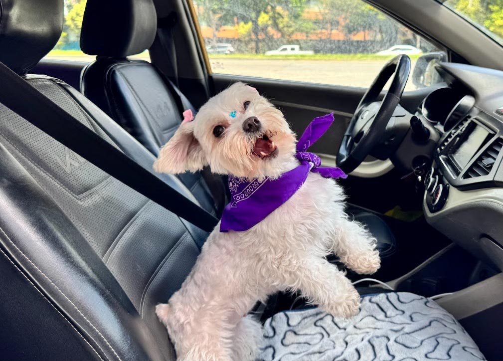 Cabify se suma al movimiento pet-friendly con nueva categoría