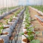 NEC Corporation y ClimateAi presentan novedades en TICAD 2025