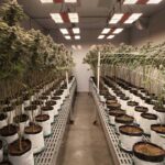 Colombian Sweet Leaves se prepara para nueva industria florece en Colombia