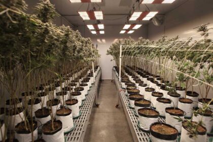 Colombian Sweet Leaves se prepara para nueva industria florece en Colombia