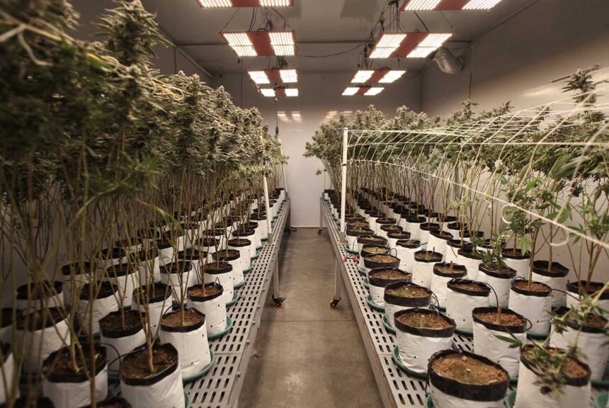 Colombian Sweet Leaves se prepara para nueva industria florece en Colombia