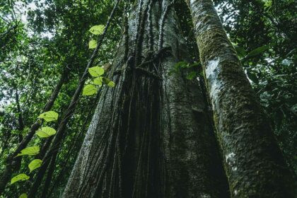 Epson Perú adopta más de 1,400 árboles de la Amazonía peruana