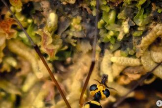 Consejos de un fotógrafo profesional con el HUAWEI Mate X7