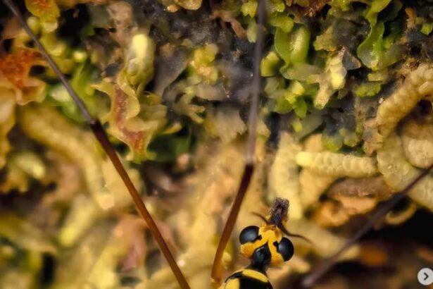 Consejos de un fotógrafo profesional con el HUAWEI Mate X7