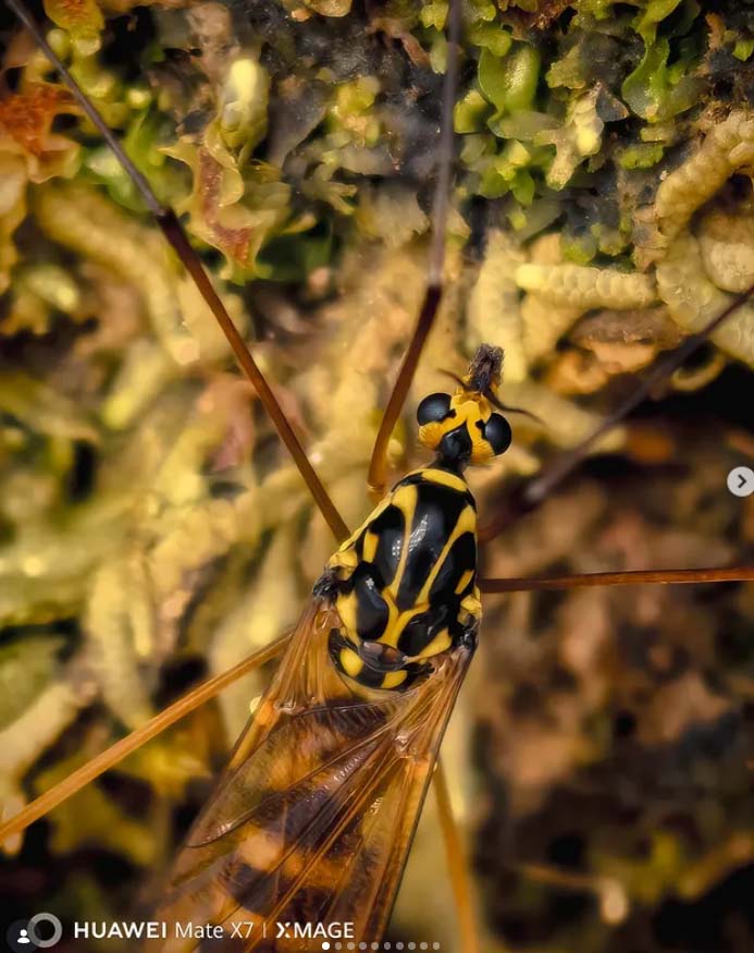 Consejos de un fotógrafo profesional con el HUAWEI Mate X7