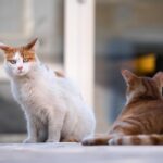 Tecnología permite detectar enfermedad renal crónica en gatos