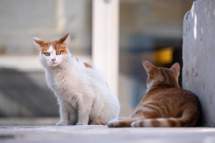 Tecnología permite detectar enfermedad renal crónica en gatos