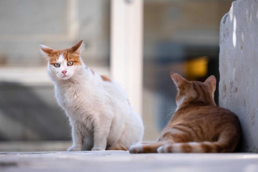 Tecnología permite detectar enfermedad renal crónica en gatos